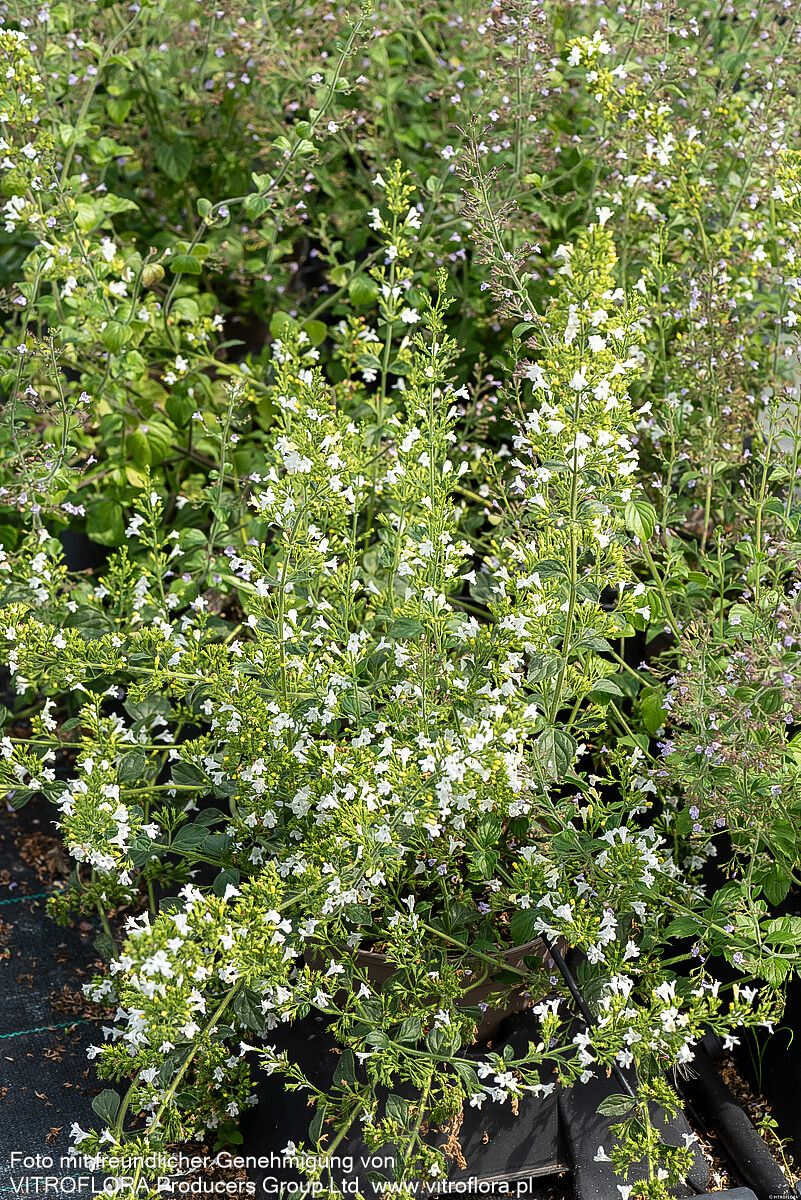 Kleinblütige Bergminze 'White Cloud' (Calamintha nepeta)