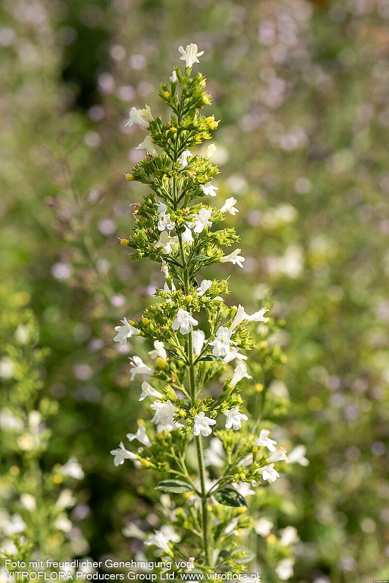 Kleinblütige Bergminze 'White Cloud' (Calamintha nepeta)