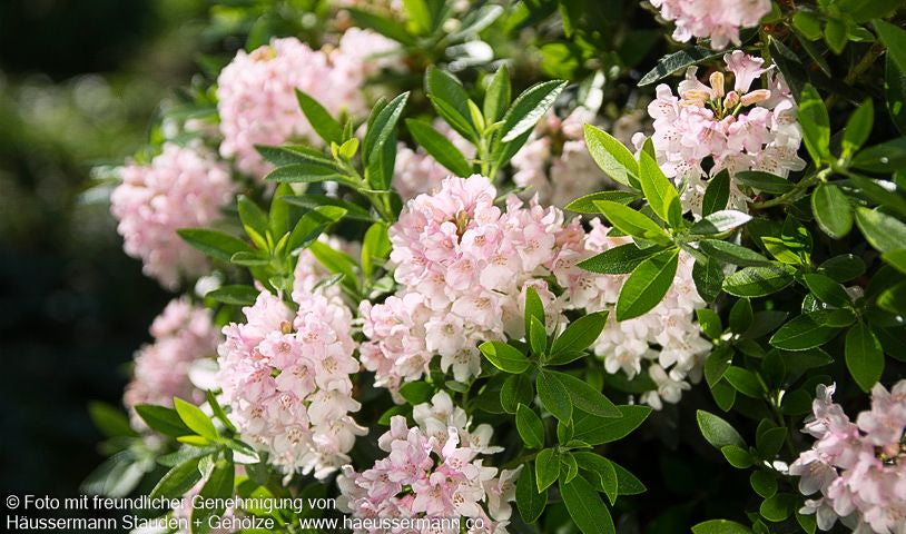 Kleinblütiger Rhododendron 'Bloombux' (Rhododendron micranthum)