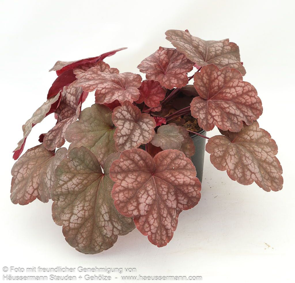 Kleinblütiges Silberglöckchen 'Amber Lady' (Heuchera micrantha)