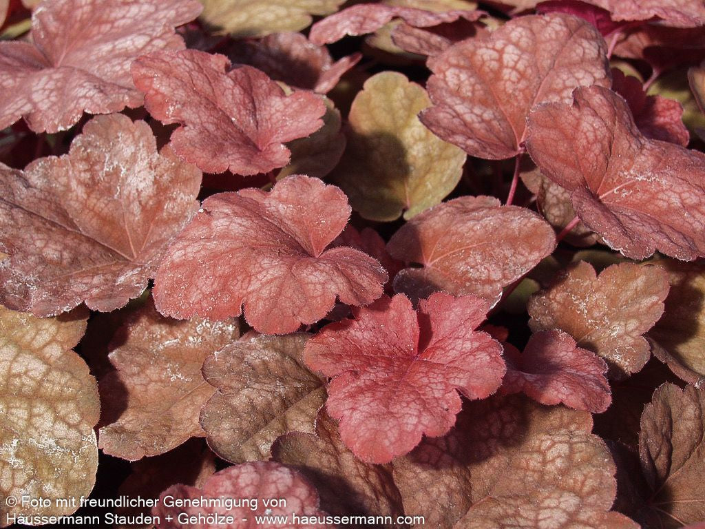 Kleinblütiges Silberglöckchen 'Amber Lady' (Heuchera micrantha)