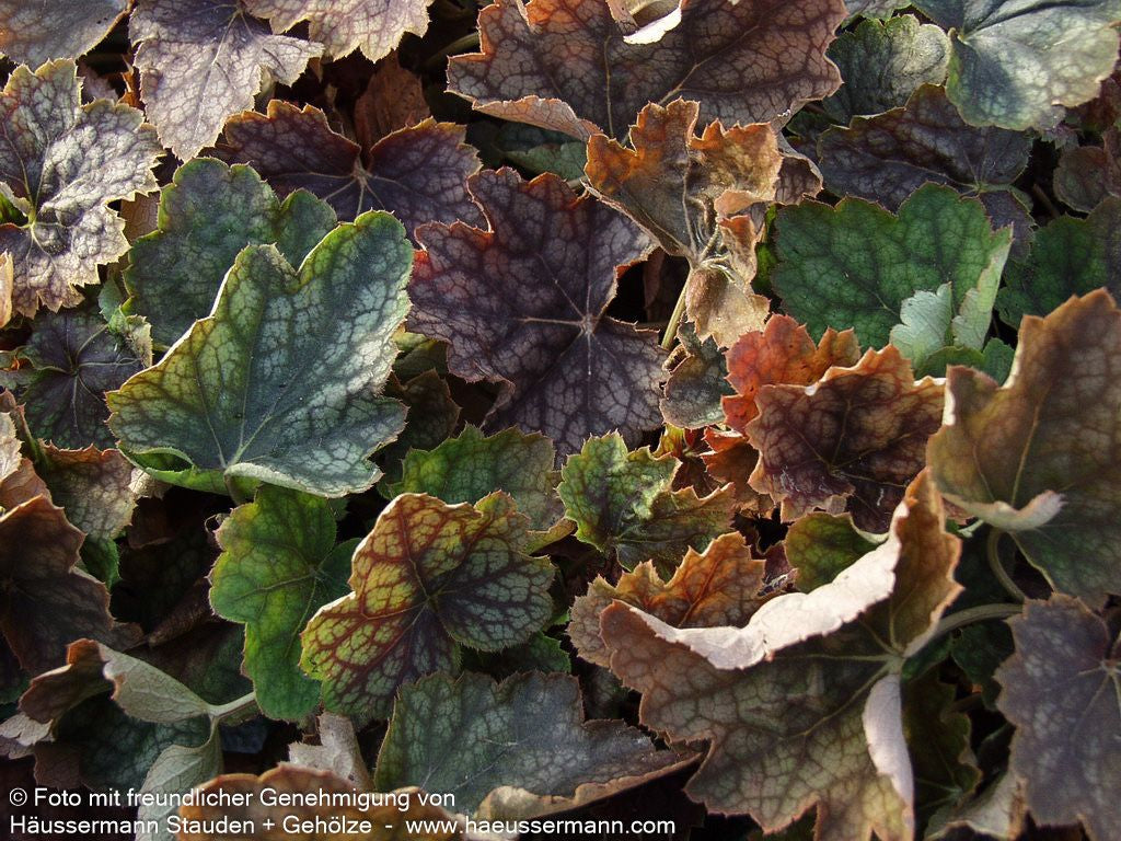 Kleinblütiges Silberglöckchen 'Beauty Colour' (Heuchera americana)