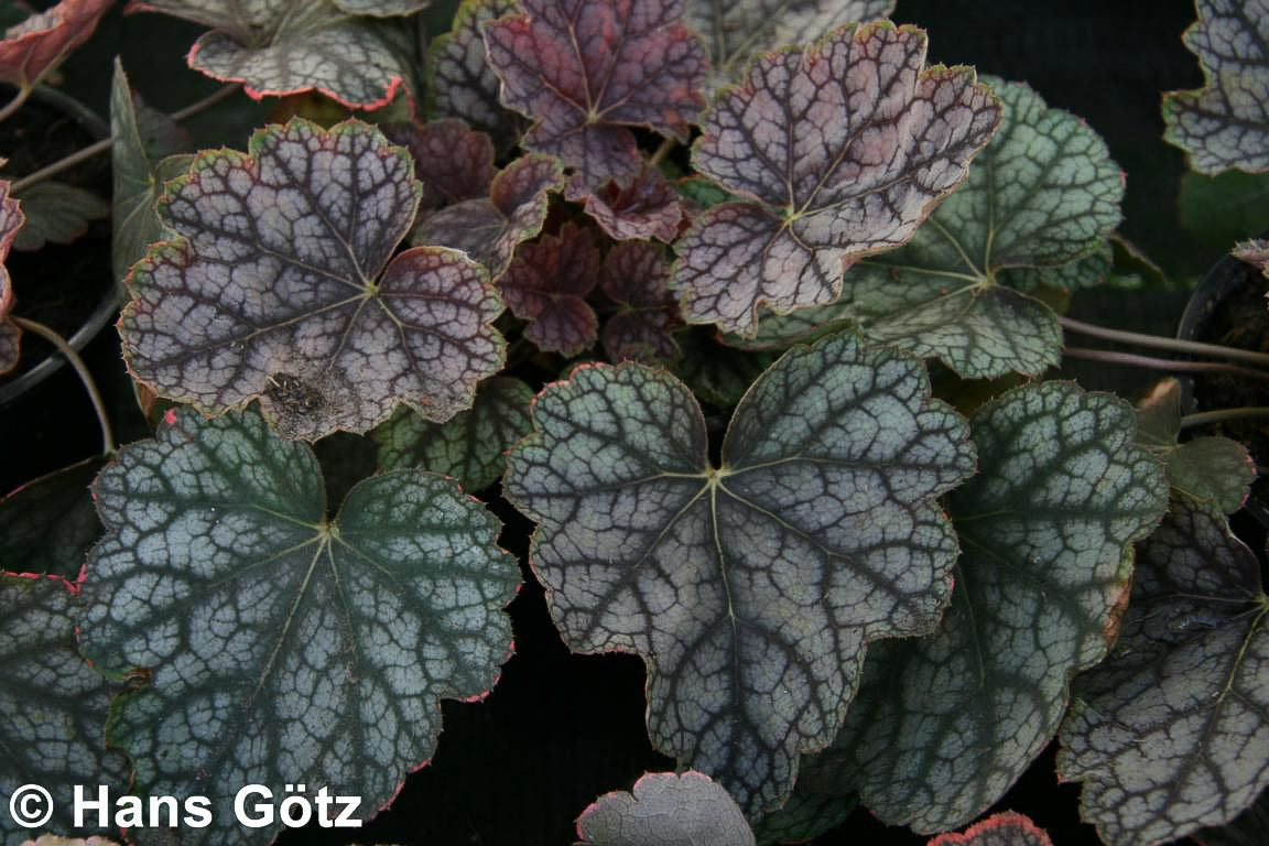 Kleinblütiges Silberglöckchen 'Beauty Colour' (Heuchera americana)