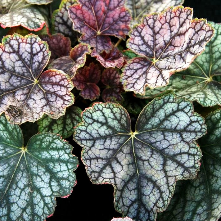 Kleinblütiges Silberglöckchen 'Beauty Colour' (Heuchera americana)