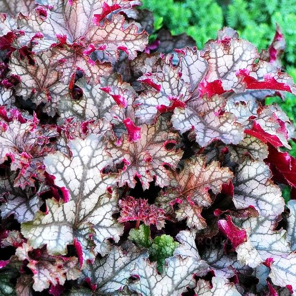Kleinblütiges Silberglöckchen 'Can Can' (Heuchera micrantha)