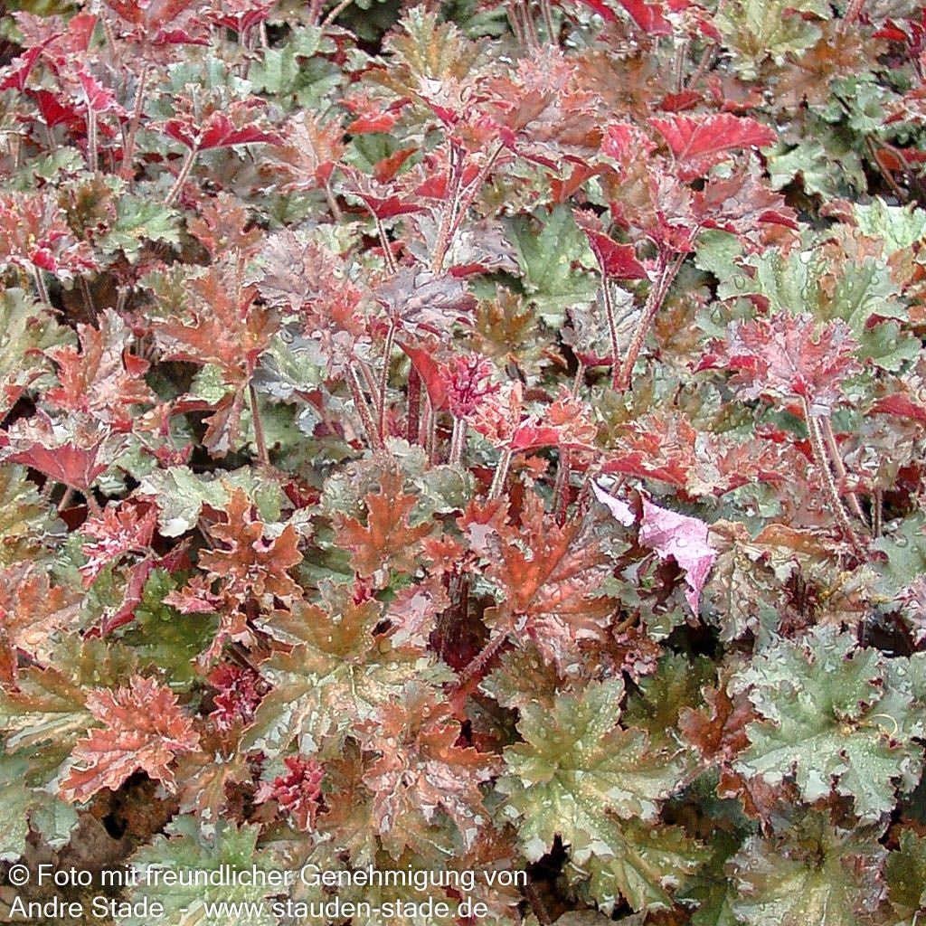 Kleinblütiges Silberglöckchen 'Cappuccino' (Heuchera micrantha)