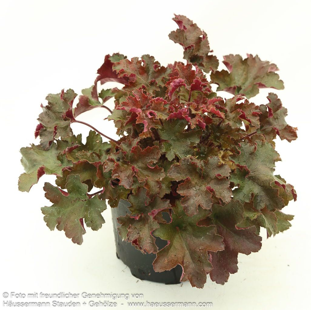 Kleinblütiges Silberglöckchen 'Cappuccino' (Heuchera micrantha)