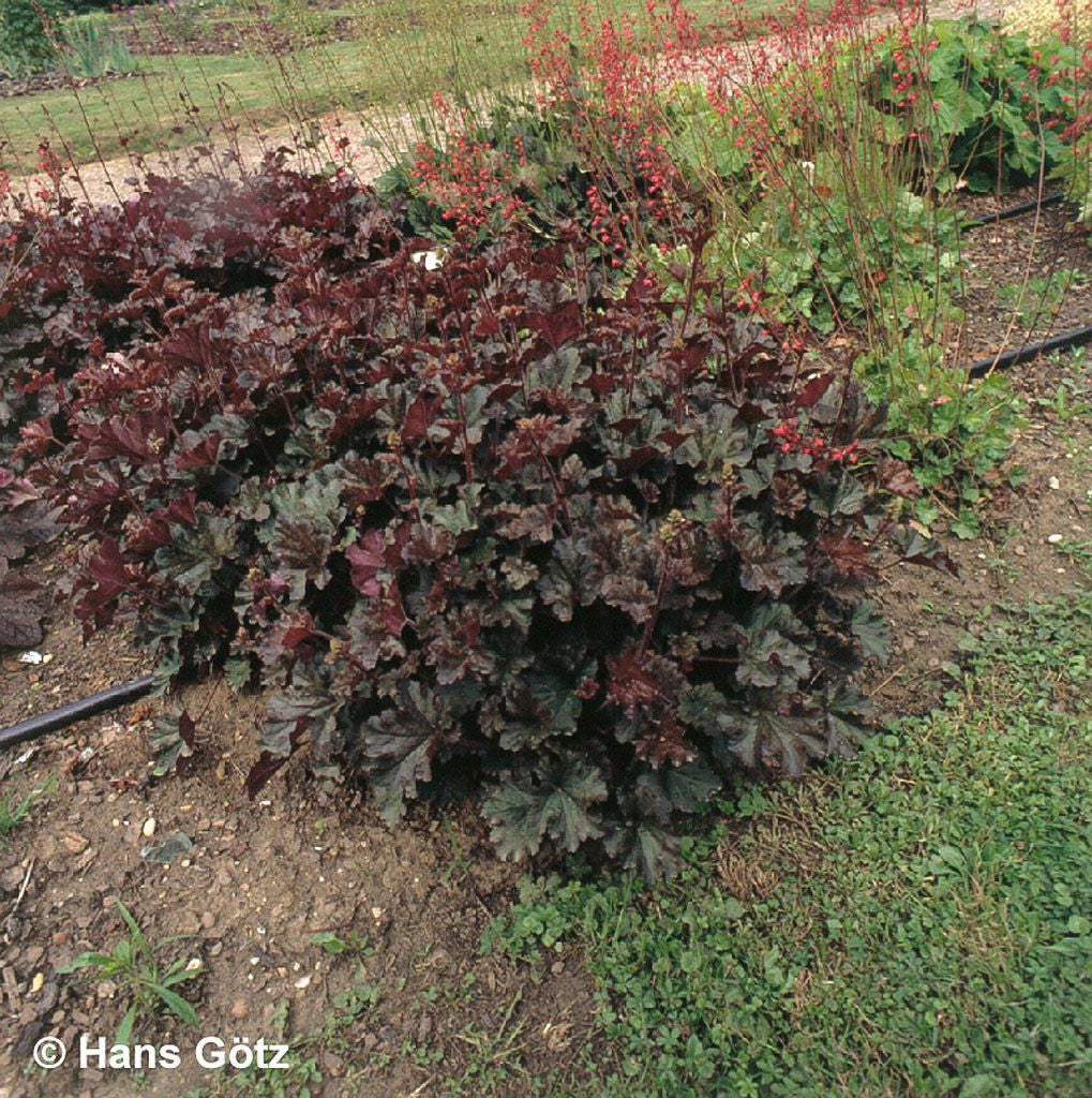 Kleinblütiges Silberglöckchen 'Cappuccino' (Heuchera micrantha)