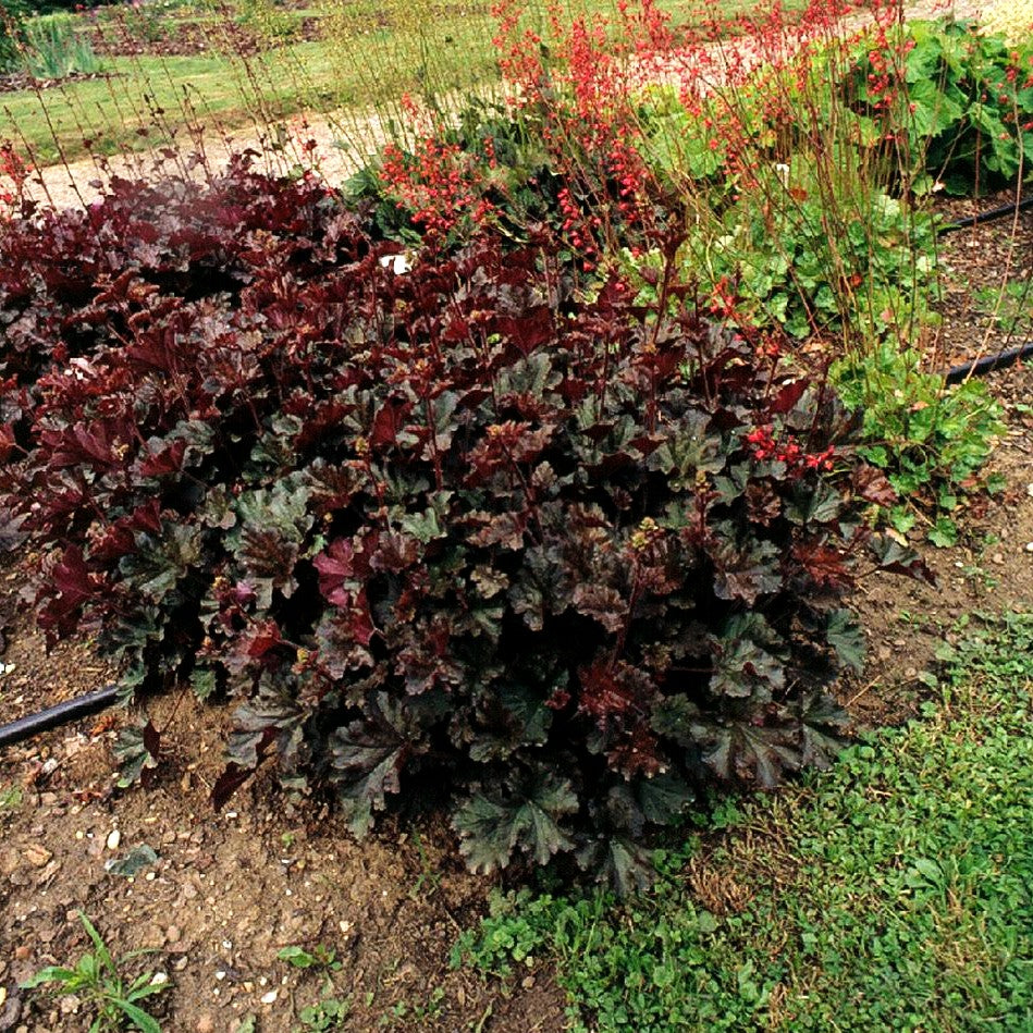 Kleinblütiges Silberglöckchen 'Cappuccino' (Heuchera micrantha)