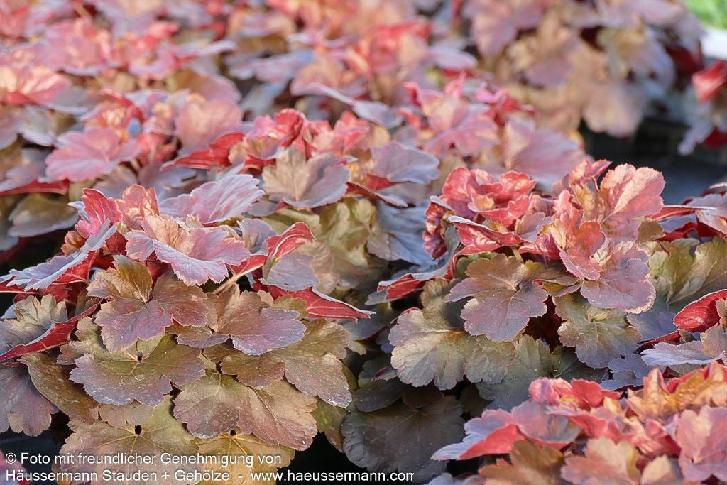 Kleinblütiges Silberglöckchen 'Cherry Cola' (Heuchera micrantha)