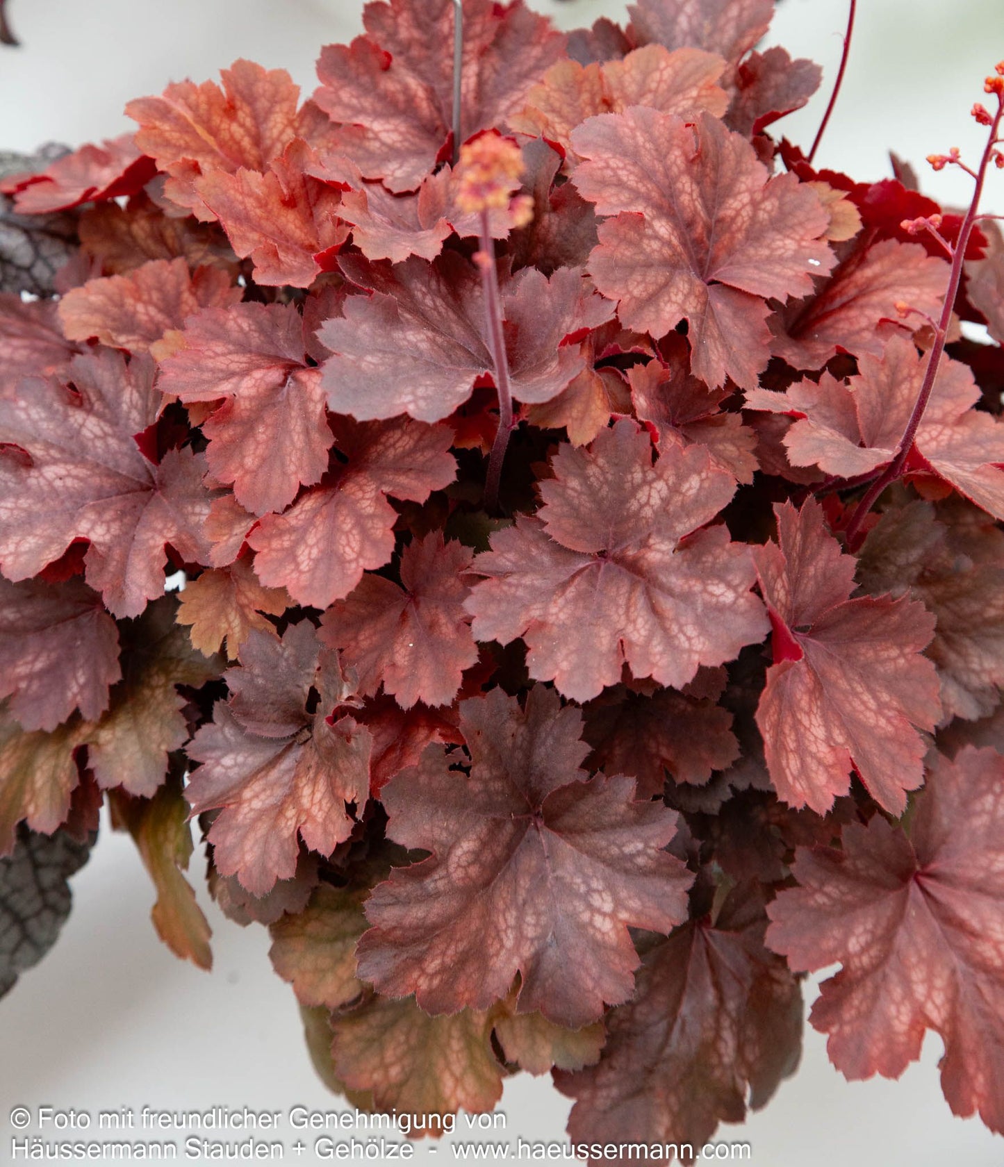 Kleinblütiges Silberglöckchen 'Cherry Cola' (Heuchera micrantha)