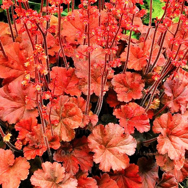 Kleinblütiges Silberglöckchen 'Cherry Cola' (Heuchera micrantha)