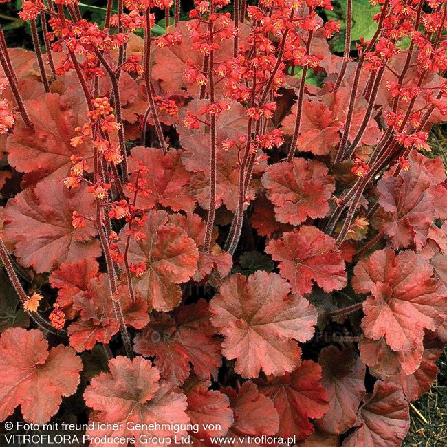 Kleinblütiges Silberglöckchen 'Cherry Cola' (Heuchera micrantha)