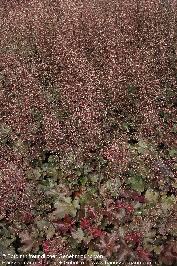 Kleinblütiges Silberglöckchen 'Chocolate Ruffles' (Heuchera micrantha)