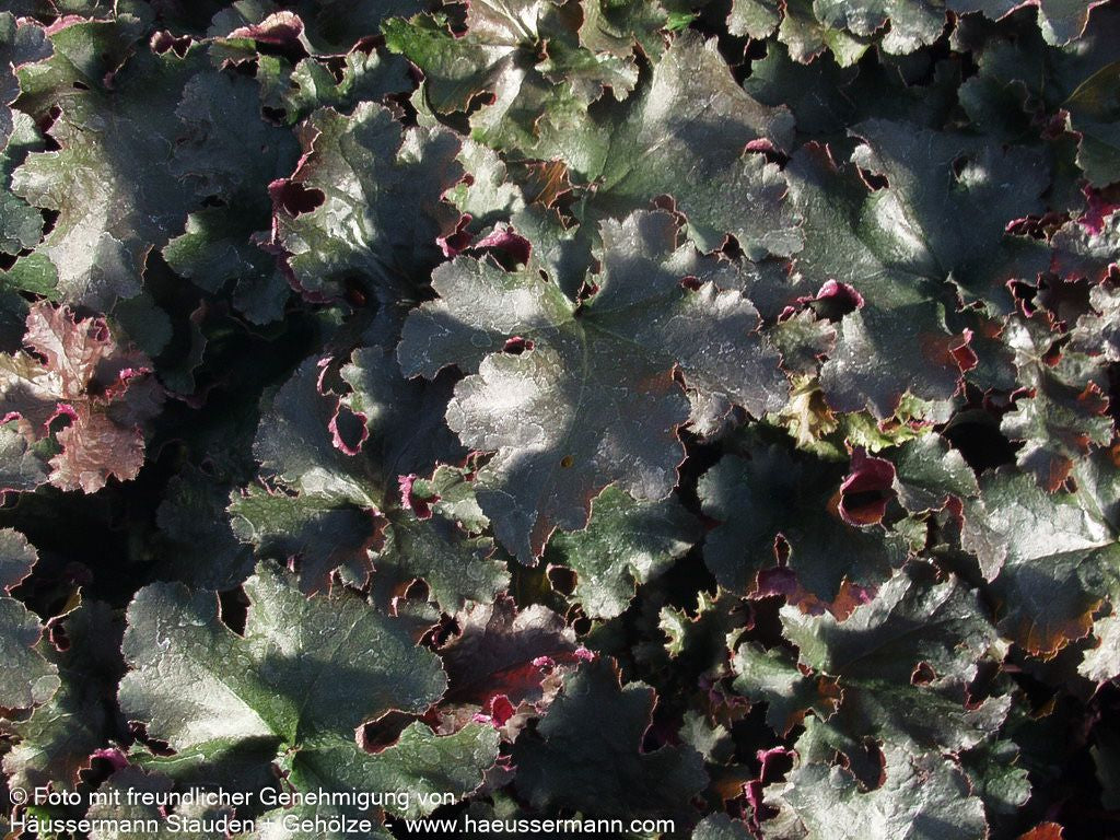 Kleinblütiges Silberglöckchen 'Chocolate Ruffles' (Heuchera micrantha)