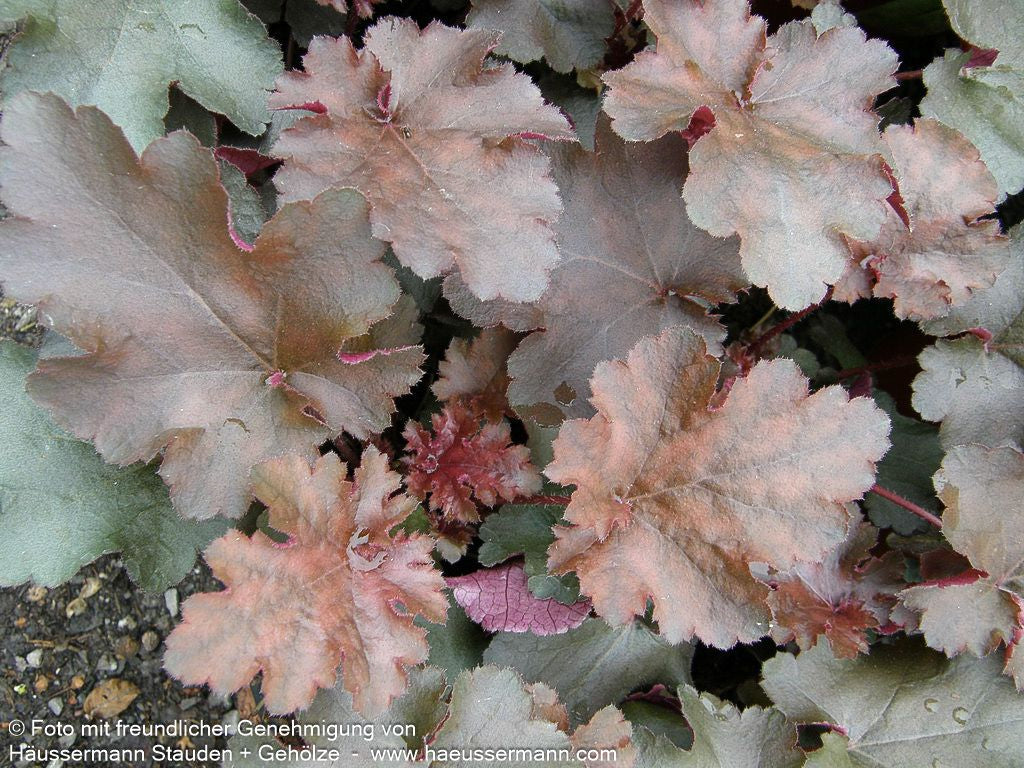 Kleinblütiges Silberglöckchen 'Chocolate Ruffles' (Heuchera micrantha)