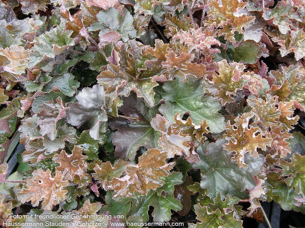 Kleinblütiges Silberglöckchen 'Chocolate Ruffles' (Heuchera micrantha)