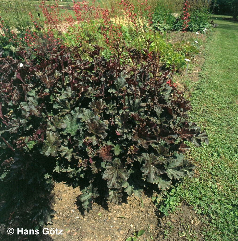 Kleinblütiges Silberglöckchen 'Chocolate Ruffles' (Heuchera micrantha)