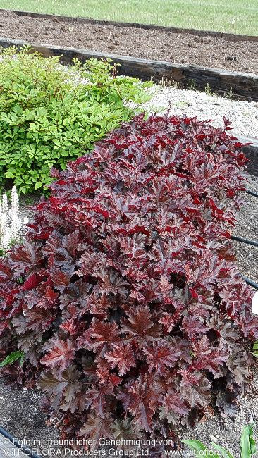 Kleinblütiges Silberglöckchen 'Chocolate Ruffles' (Heuchera micrantha)
