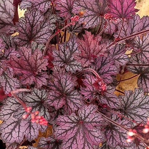 Kleinblütiges Silberglöckchen 'Frost' (Heuchera x cult. LC)