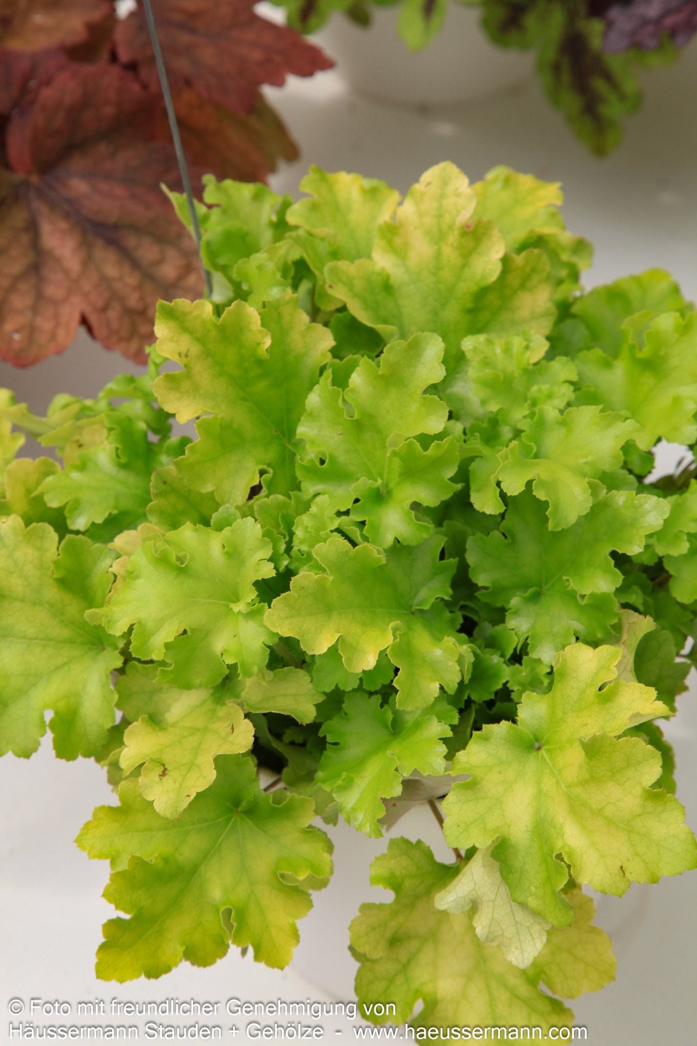 Kleinblütiges Silberglöckchen 'Lime Marmalade' (Heuchera micrantha)