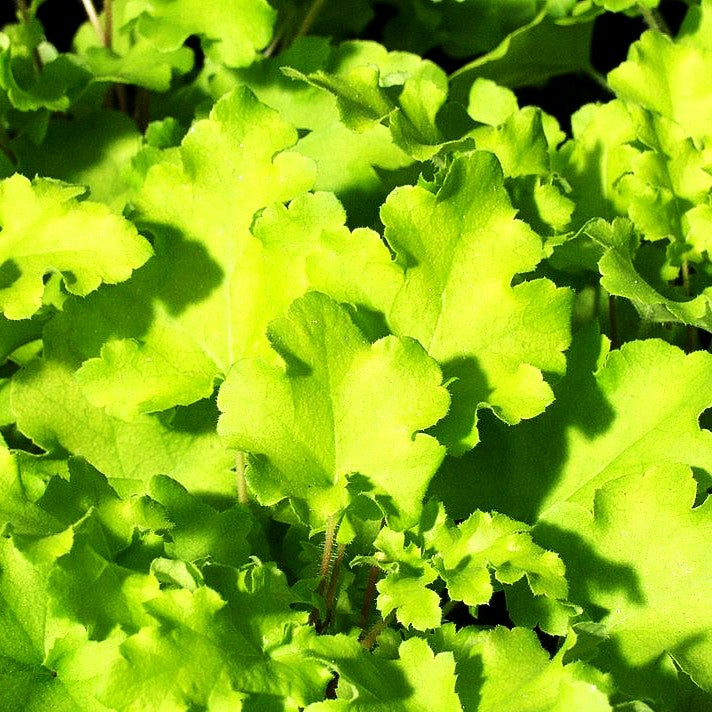 Kleinblütiges Silberglöckchen 'Lime Marmalade' (Heuchera micrantha)