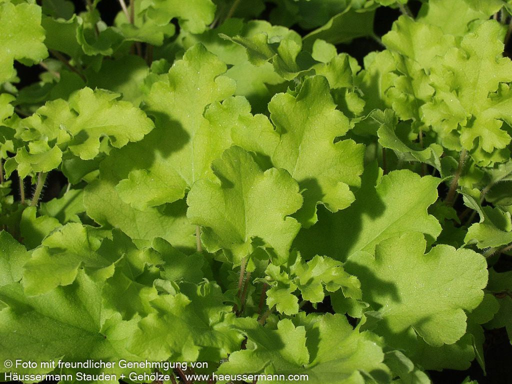 Kleinblütiges Silberglöckchen 'Lime Marmalade' (Heuchera micrantha)
