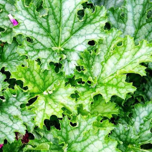 Kleinblütiges Silberglöckchen 'Lime Swizzle' (Heuchera x cult.)