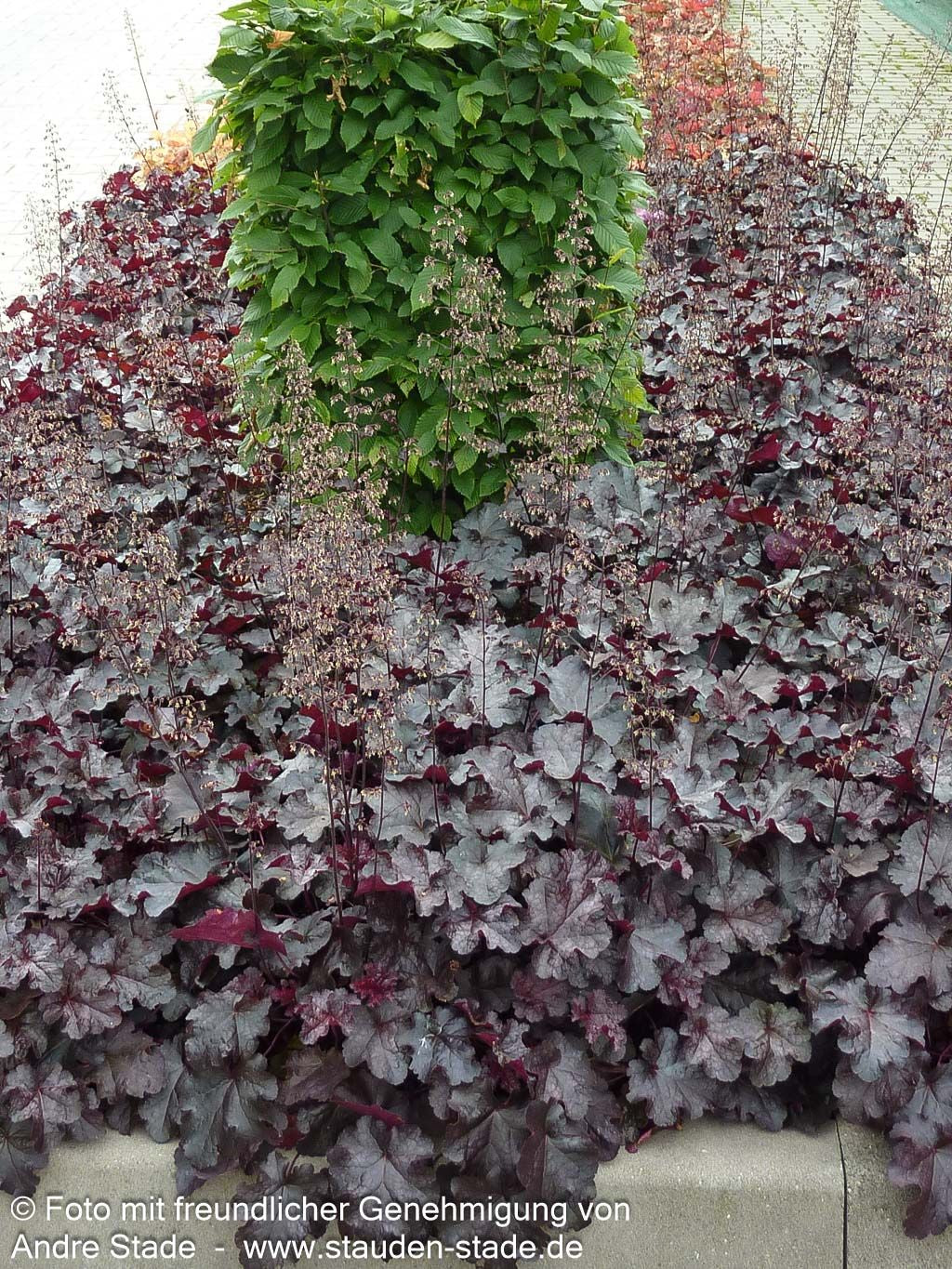 Kleinblütiges Silberglöckchen 'Obsidian' (Heuchera micrantha)