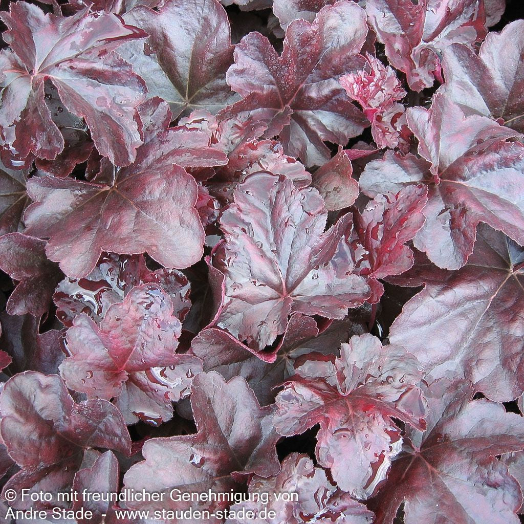 Kleinblütiges Silberglöckchen 'Obsidian' (Heuchera micrantha)