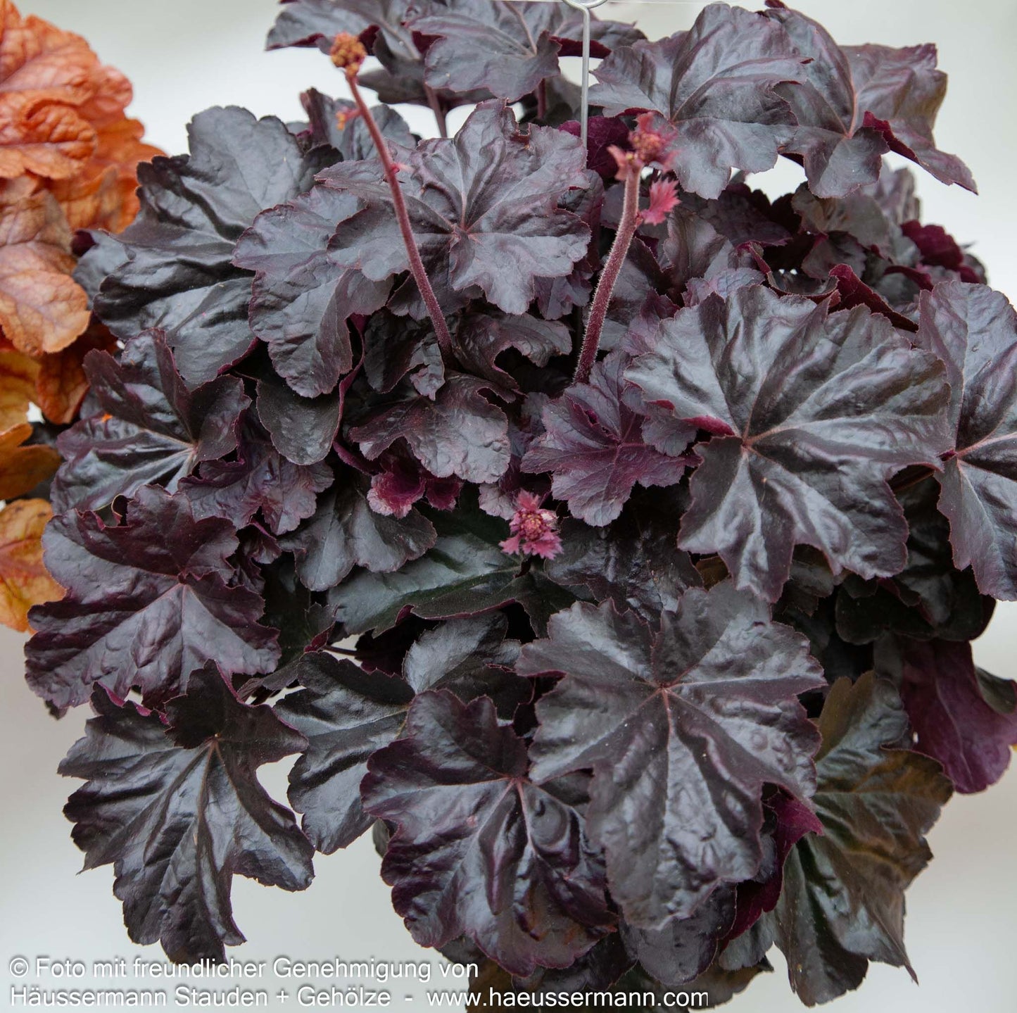 Kleinblütiges Silberglöckchen 'Obsidian' (Heuchera micrantha)