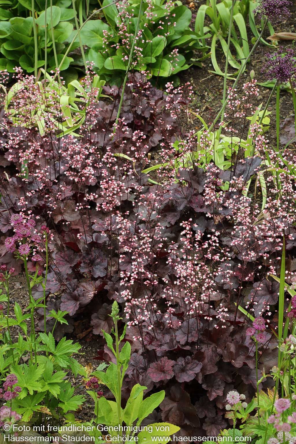 Kleinblütiges Silberglöckchen 'Obsidian' (Heuchera micrantha)