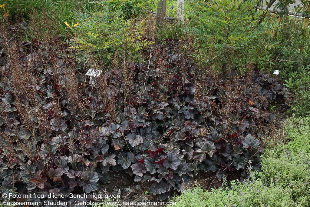 Kleinblütiges Silberglöckchen 'Obsidian' (Heuchera micrantha)