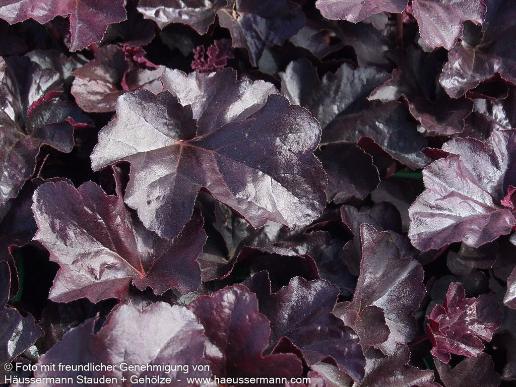 Kleinblütiges Silberglöckchen 'Obsidian' (Heuchera micrantha)
