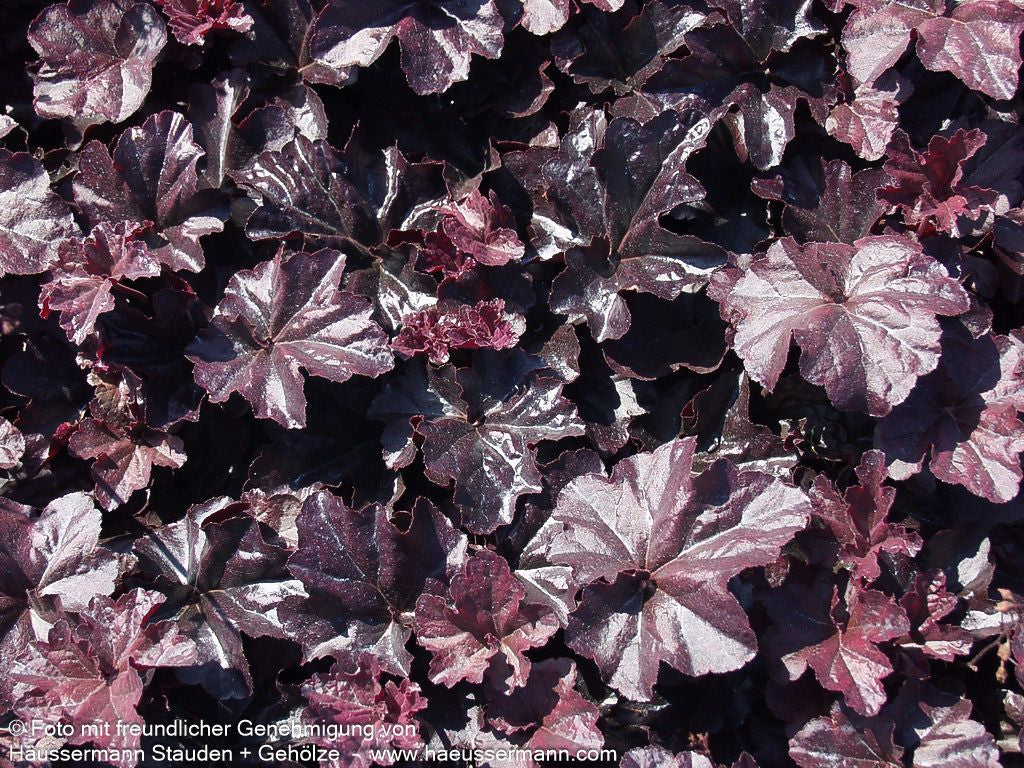 Kleinblütiges Silberglöckchen 'Obsidian' (Heuchera micrantha)