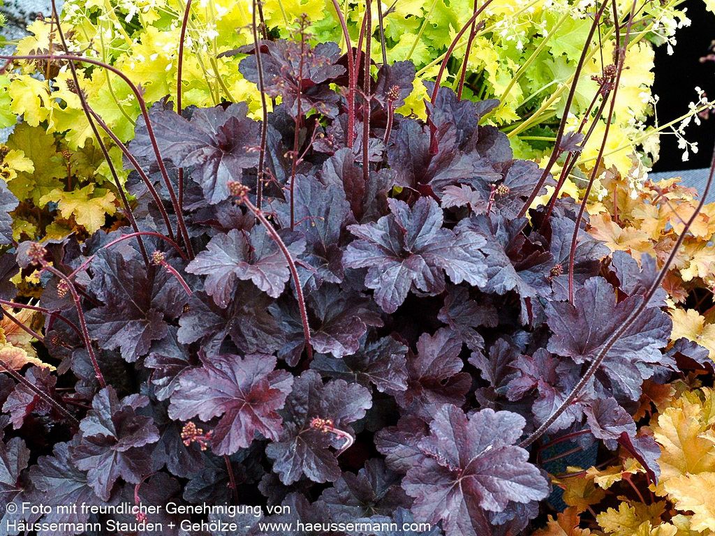 Kleinblütiges Silberglöckchen 'Obsidian' (Heuchera micrantha)