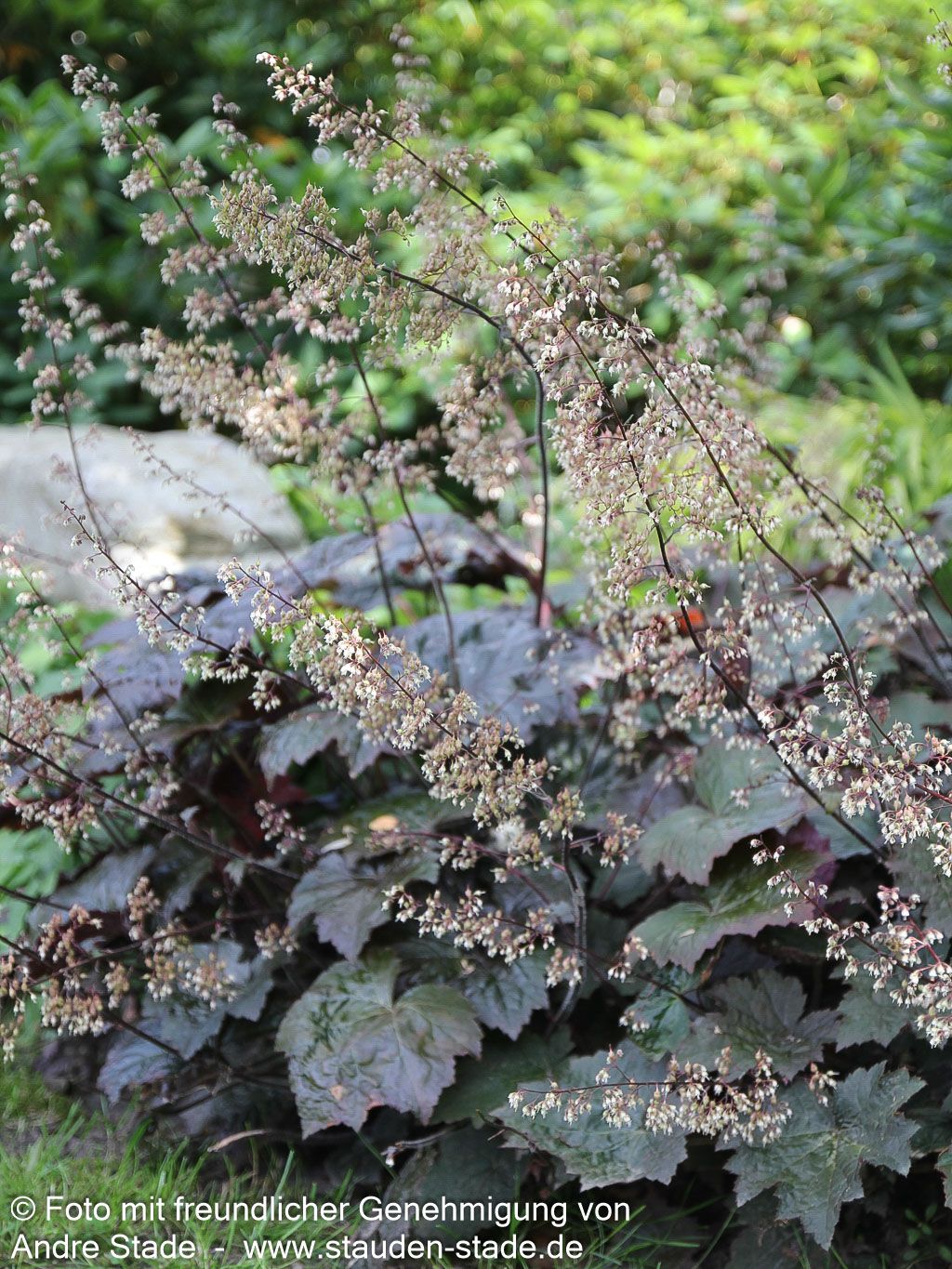 Kleinblütiges Silberglöckchen 'Palace Purple' (Heuchera micrantha)