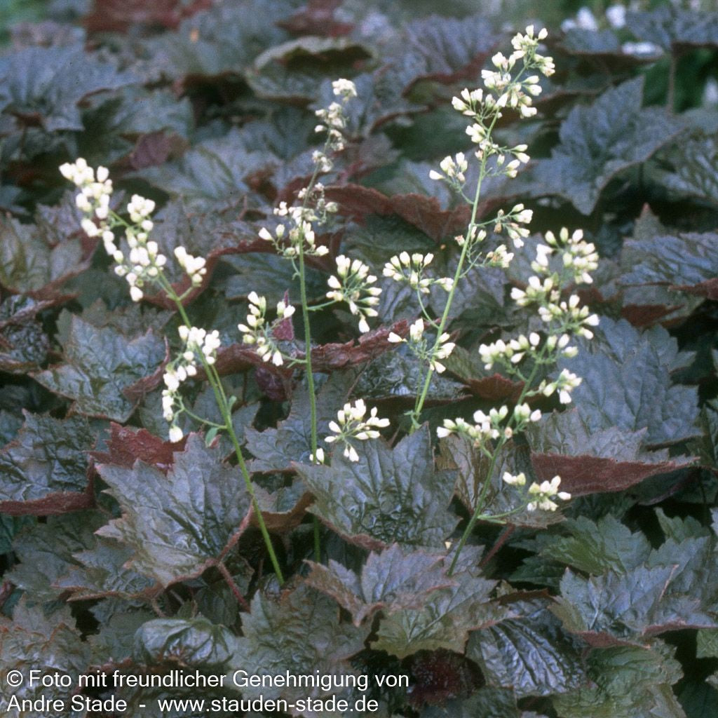 Kleinblütiges Silberglöckchen 'Palace Purple' (Heuchera micrantha)