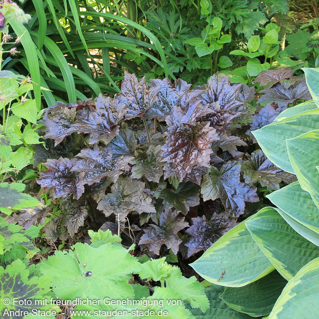 Kleinblütiges Silberglöckchen 'Palace Purple' (Heuchera micrantha)