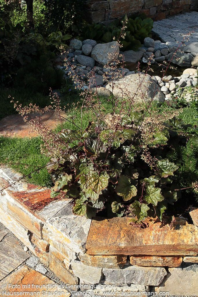 Kleinblütiges Silberglöckchen 'Palace Purple' (Heuchera micrantha)