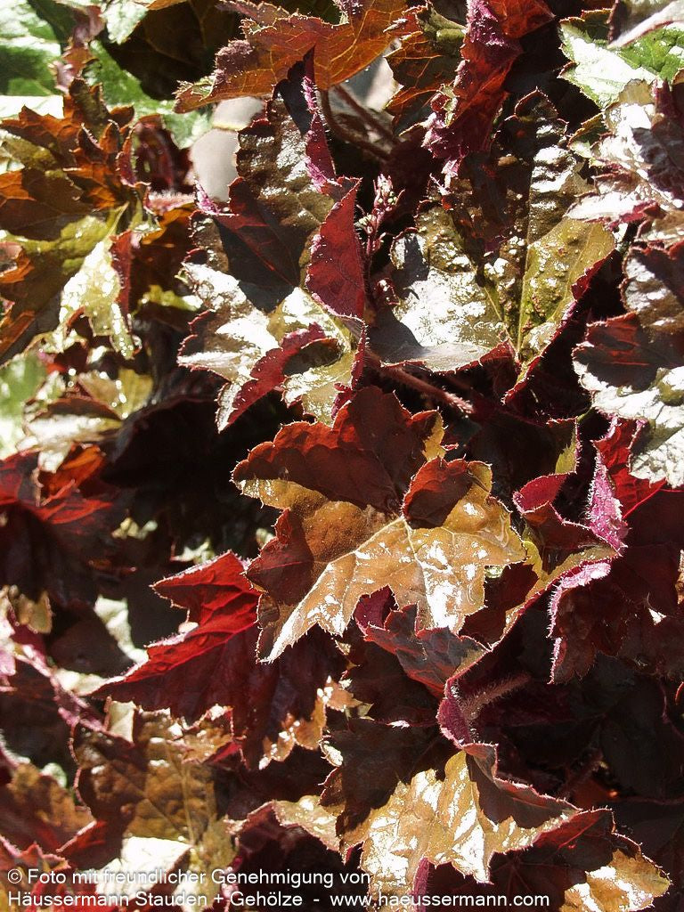 Kleinblütiges Silberglöckchen 'Palace Purple' (Heuchera micrantha)