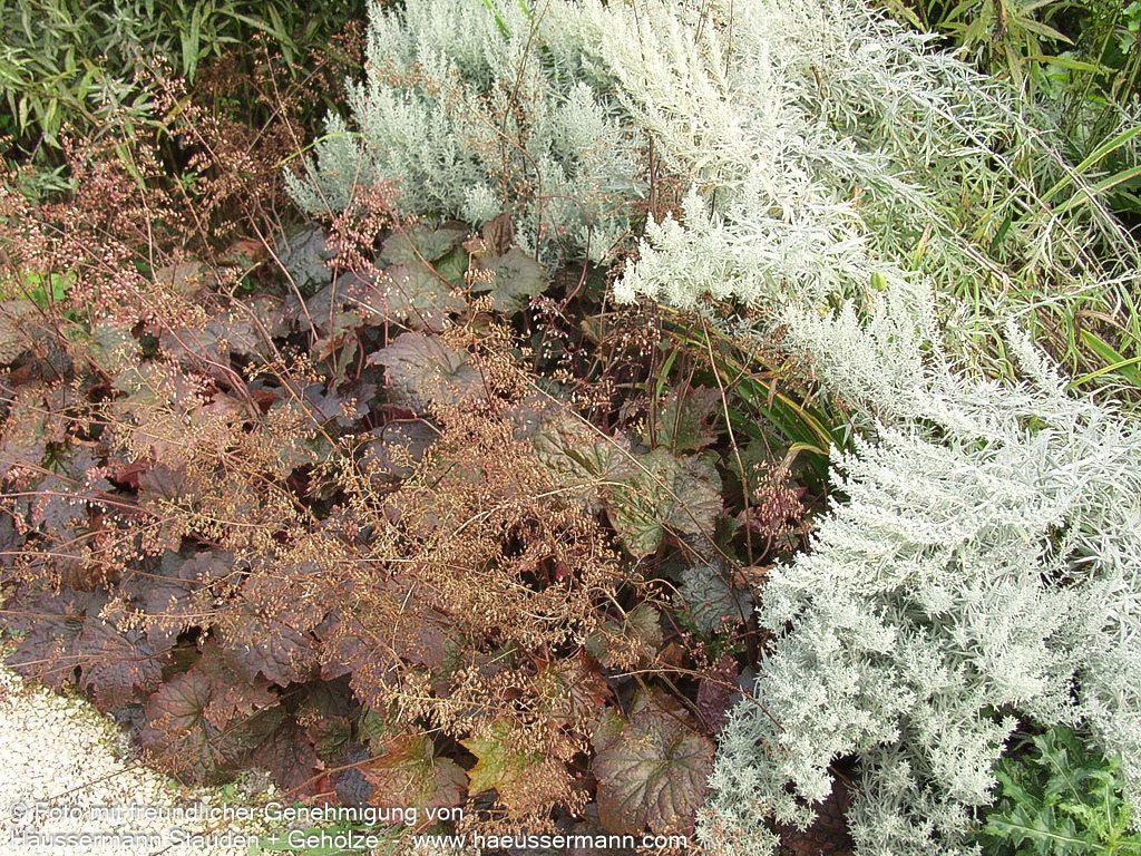 Kleinblütiges Silberglöckchen 'Palace Purple' (Heuchera micrantha)