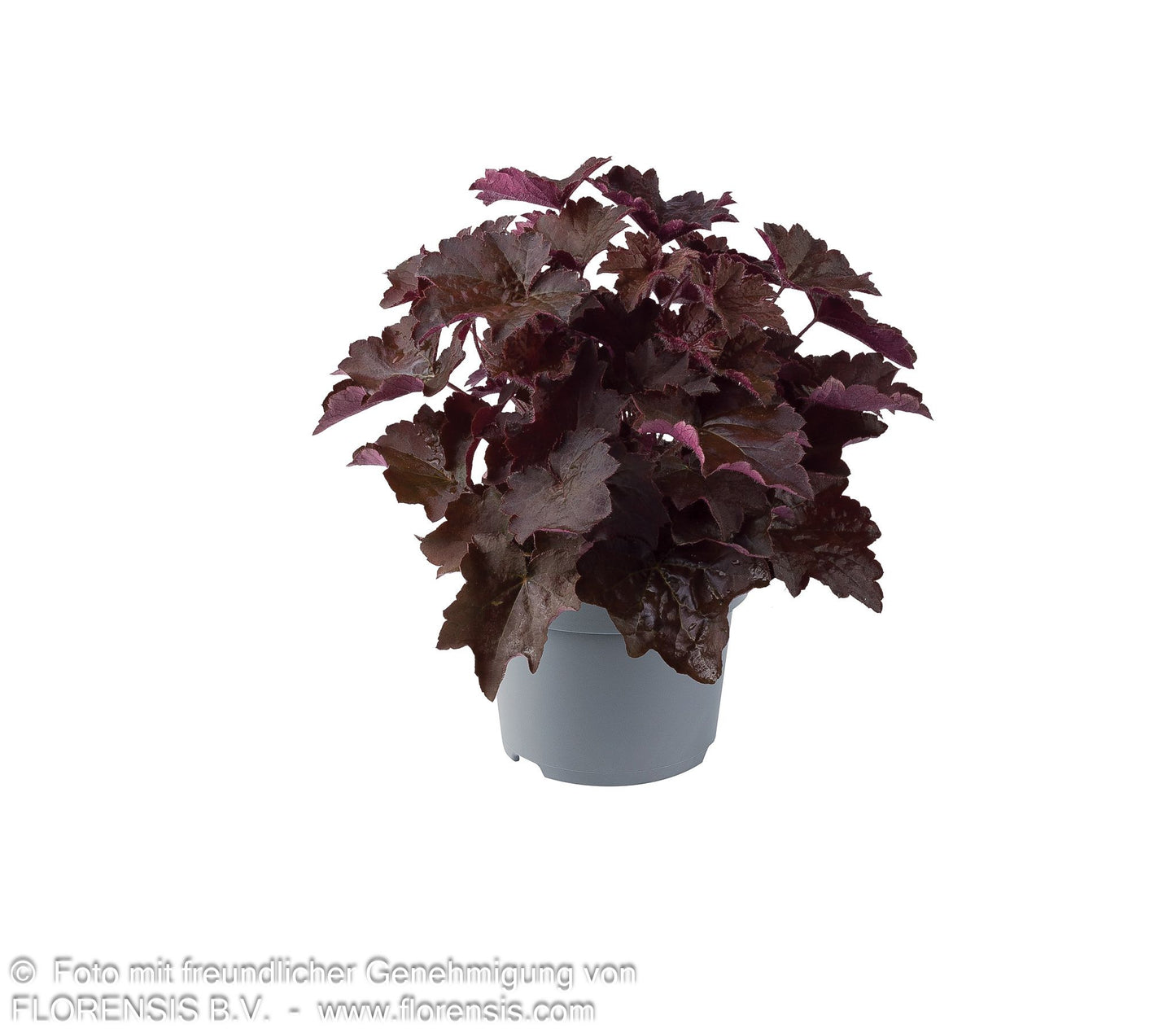 Kleinblütiges Silberglöckchen 'Palace Purple' (Heuchera micrantha)