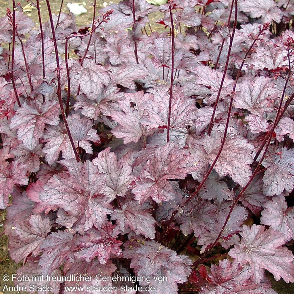 Kleinblütiges Silberglöckchen 'Plum Pudding' (Heuchera micrantha)