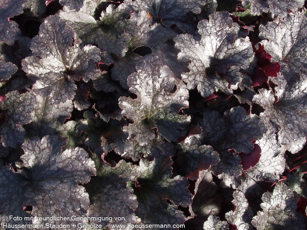 Kleinblütiges Silberglöckchen 'Plum Pudding' (Heuchera micrantha)