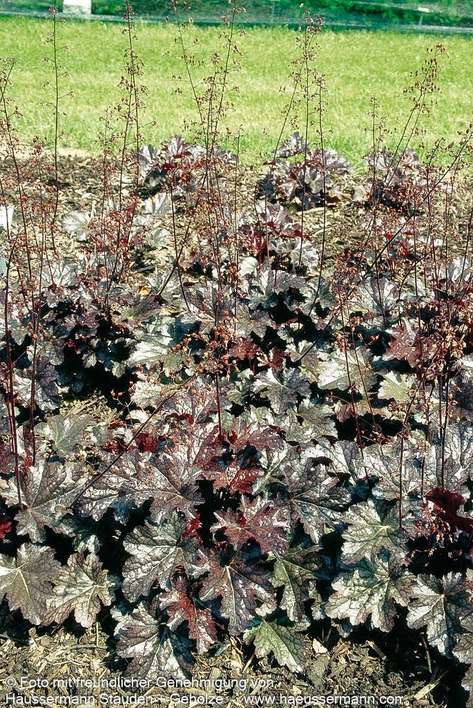 Kleinblütiges Silberglöckchen 'Plum Pudding' (Heuchera micrantha)
