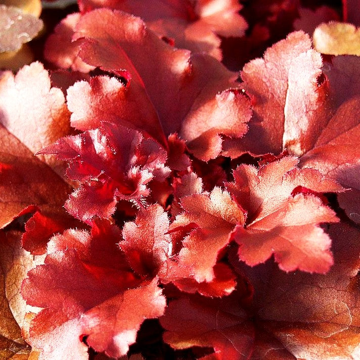 Kleinblütiges Silberglöckchen 'Red Fury' (Heuchera micrantha)