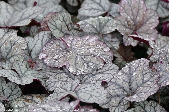Kleinblütiges Silberglöckchen 'Silver Scrolls' (Heuchera micrantha)