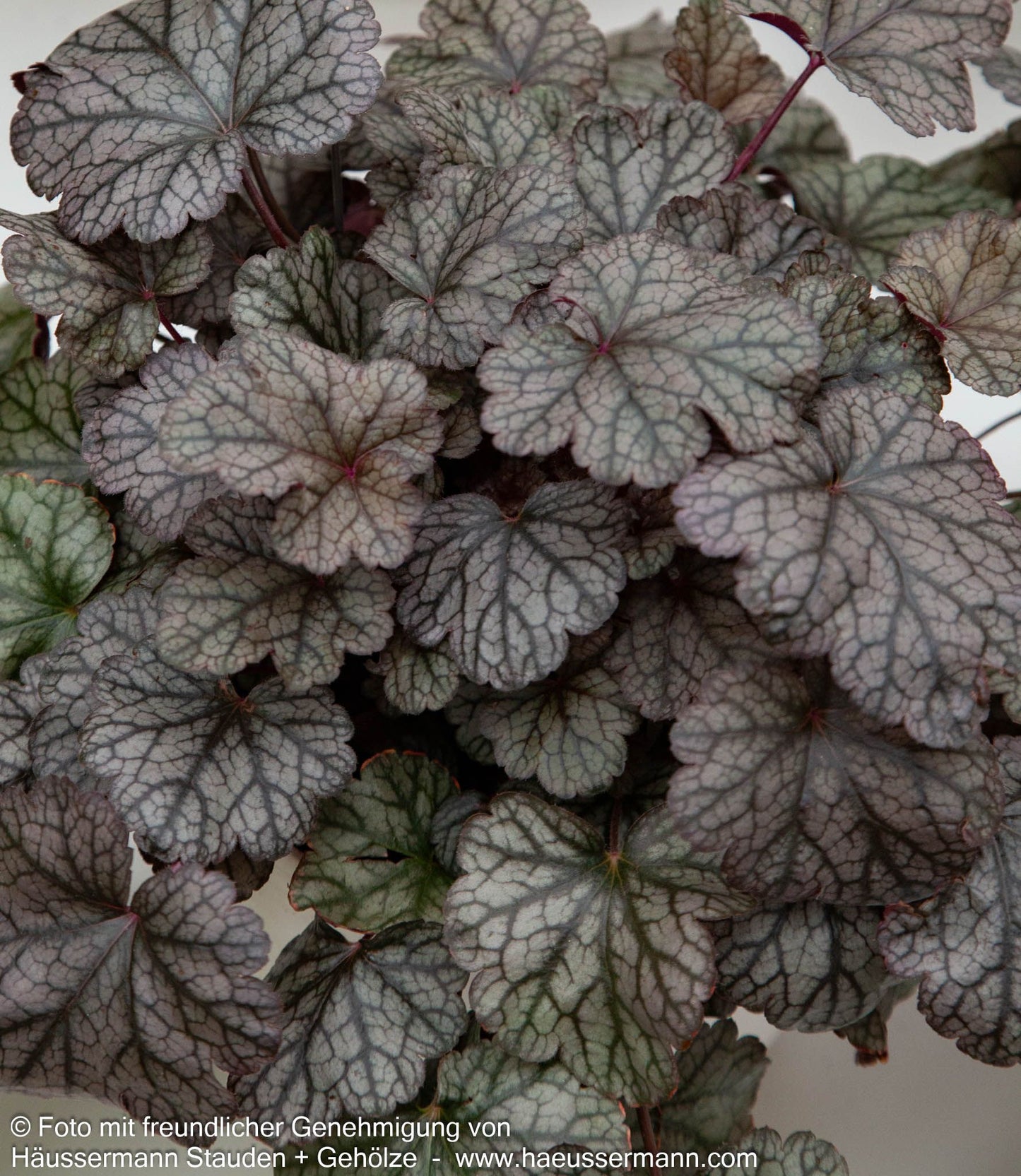 Kleinblütiges Silberglöckchen 'Silver Scrolls' (Heuchera micrantha)