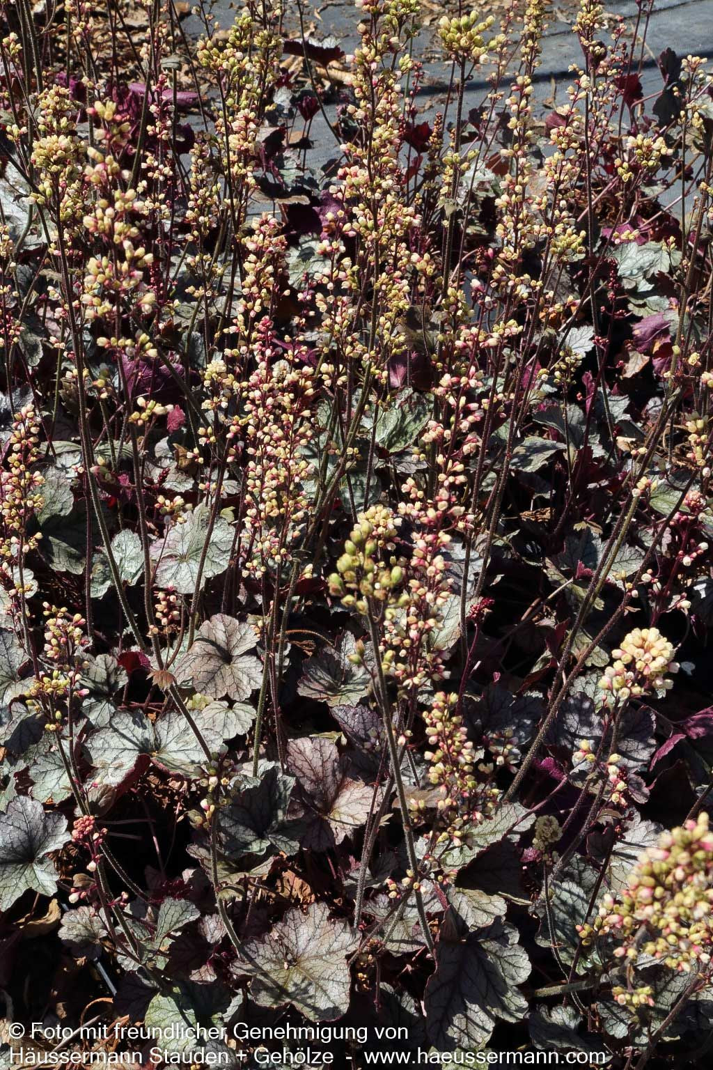 Kleinblütiges Silberglöckchen 'Silver Scrolls' (Heuchera micrantha)